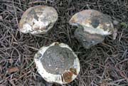 Cortinarius saxamontanus
